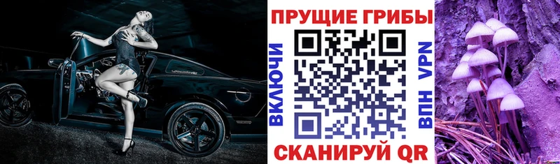 Псилоцибиновые грибы Cubensis  купить   Адыгейск 